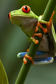 Paul Souders Photography Prints: Red-Eyed Tree Frog, Costa Rica