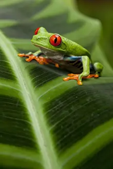 Paul Souders Photography Prints: Red-Eyed Tree Frog, Costa Rica