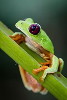 Images Dated 6th May 2012: Red-eyed Treefrog (Agalychnis callidryas)