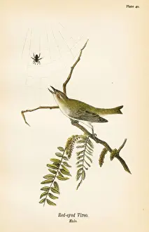 Red eyed vireo bird lithograph 1890