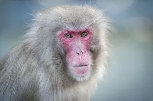Simiiformes Gallery: Red-faced Macaque -Macaca fuscata-, portrait, captive