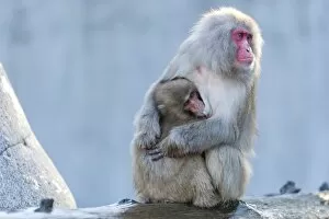Images Dated 3rd January 2012: Red-faced Macaque -Macaca fuscata- with young, Wilhelma, Stuttgart, Germany, Europe
