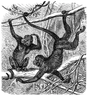 Red-faced spider monkey (Ateles paniscus)