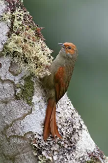 Cloud Forest Gallery: Red-faced Spinetail (Cranioleuca erythrops)