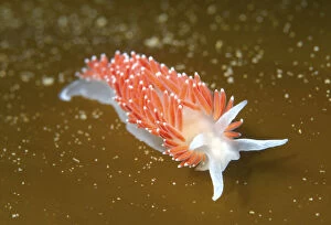 Mollusk Collection: Red-finger Aeolis -Flabellina verrucosa-, Sea of Japan, Russia