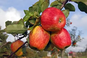 Lower Prints: Red Finkenwerder Herbstprinz Apples (Malus domestica) growing on an apple tree