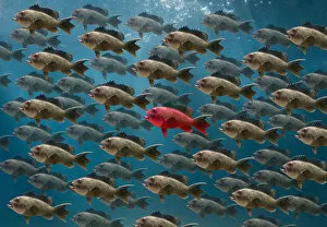 Leadership Collection: One red fish amoung many black fish