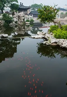 Transparent Prints: red fish in Chinese garden