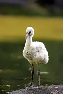 Phoenicopteriformes Prints: Red Flamingo or Cuban Flamingo -Phoenicopterus ruber ruber