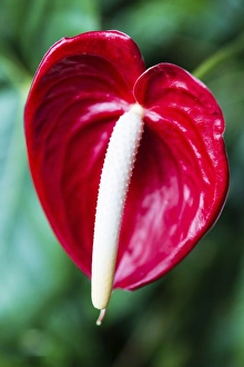 Images Dated 30th November 2012: Red Flamingo Flower -Anthurium paradiso-