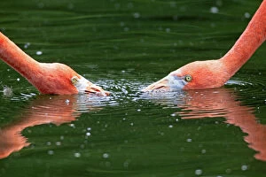 Red Flamingoes or Cuban Flamingoes -Phoenicopterus ruber ruber-, pair with their heads in the water