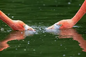 Red Flamingoes or Cuban Flamingoes -Phoenicopterus ruber ruber-, pair with their heads in the water, native to South America, captive, Heidelberg, Baden-Wurttemberg, Germany