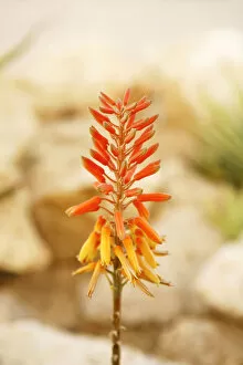Blurred Gallery: Red flower of an Aloe