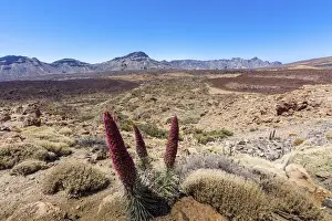 Islas Canarias Prints: Red flowering Tower of Jewels or Tenerife Bugloss -Echium wildpretii- in the Parque Nacional de las Canadas del Teide