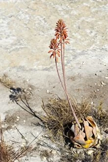 Images Dated 22nd May 2013: Red flowers -Aloe isaloensis-, Isalo National Park, at Ranohira, Madagascar