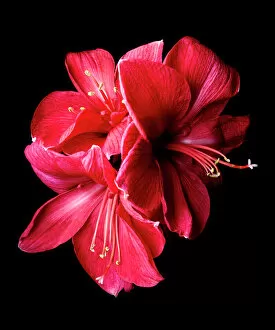 Easy Retouch Gallery: Red flowers on black background