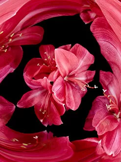 Surrounding Gallery: Red flowers on black background (Digital Composite)