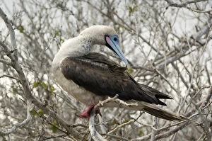 Images Dated 21st October 2006: Red-Footed Booby, Galapagos Islands