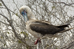 Images Dated 21st October 2006: Red-Footed Booby, Galapagos Islands