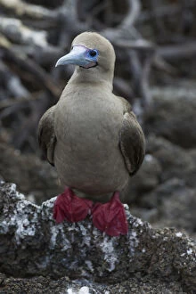 Galapagos Islands Gallery: Red-footed Booby -Sula sula-, Isla Genovesa, Galapagos Islands
