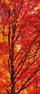 Black Color Prints: Red Forest Maple Leaves in Peak Fall Colors Wisconsin