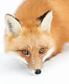 Images Dated 21st January 2016: Red Fox