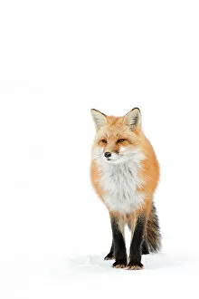 Images Dated 21st January 2016: Red Fox