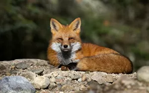 Images Dated 24th October 2014: Red fox