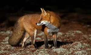 Images Dated 24th October 2014: Red fox