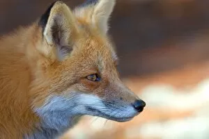 Images Dated 24th October 2014: Red Fox