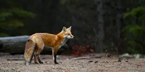 Images Dated 5th October 2014: Red fox