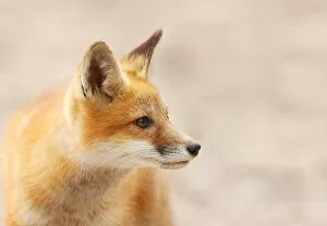 Images Dated 30th June 2013: Red Fox