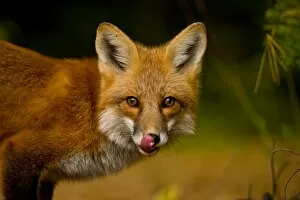 Images Dated 5th October 2015: Red Fox