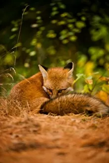 Images Dated 5th October 2015: Red Fox
