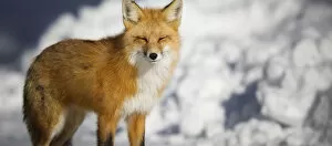 Images Dated 17th December 2016: Red Fox