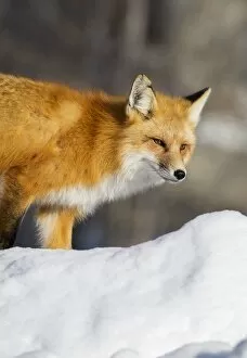 Images Dated 17th December 2016: Red Fox