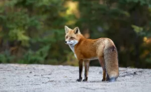 Images Dated 24th October 2014: Red Fox in Algonquin Park