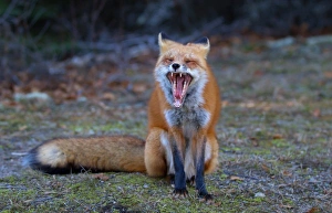 Images Dated 24th October 2014: Red fox in Algonquin Park