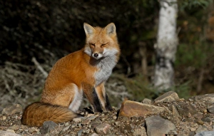 Images Dated 24th October 2014: Red Fox in Algonquin Park