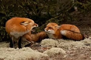 Red Fox Dispute