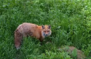 Images Dated 3rd June 2012: Red fox in the grass
