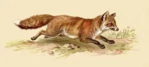 Red fox illustration 1888