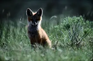 Fox Pup Prints: Red fox kit (Vulpes vulpes)