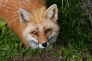 Images Dated 3rd June 2012: Red fox looking at camera