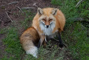 Red Fox looks at camera