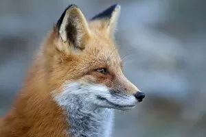 Images Dated 24th October 2014: Red Fox Profile