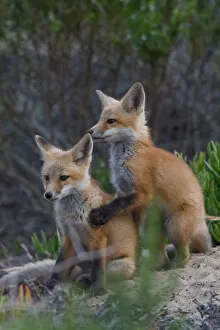 Images Dated 28th May 2008: Red Fox Pups Morro Bay, CA