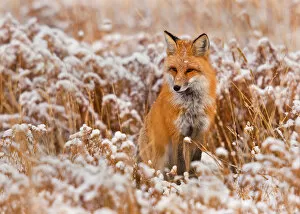 Images Dated 1st November 2011: Red fox in snow field