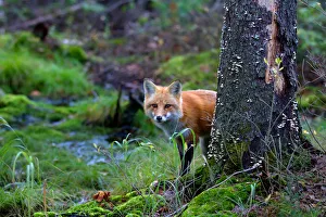Images Dated 24th October 2014: Red Fox behind Tree