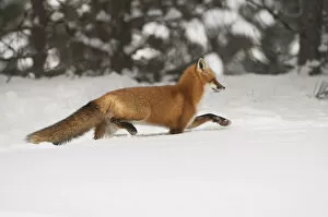 Red Fox Trotting In The Snow